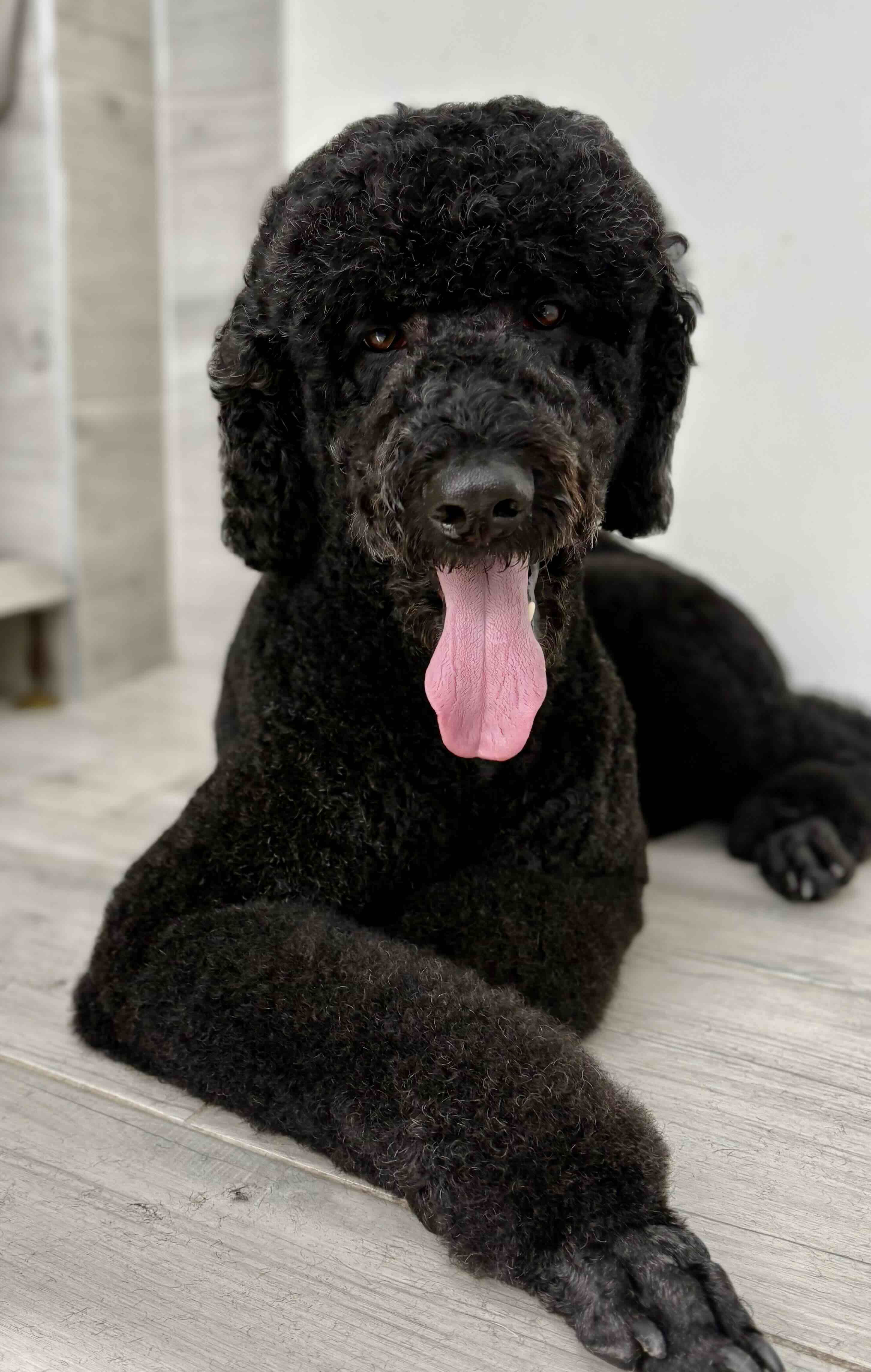 Psí salon Lusy Praha 6 hlídání Psí salon Lusy Praha 6 hlídání