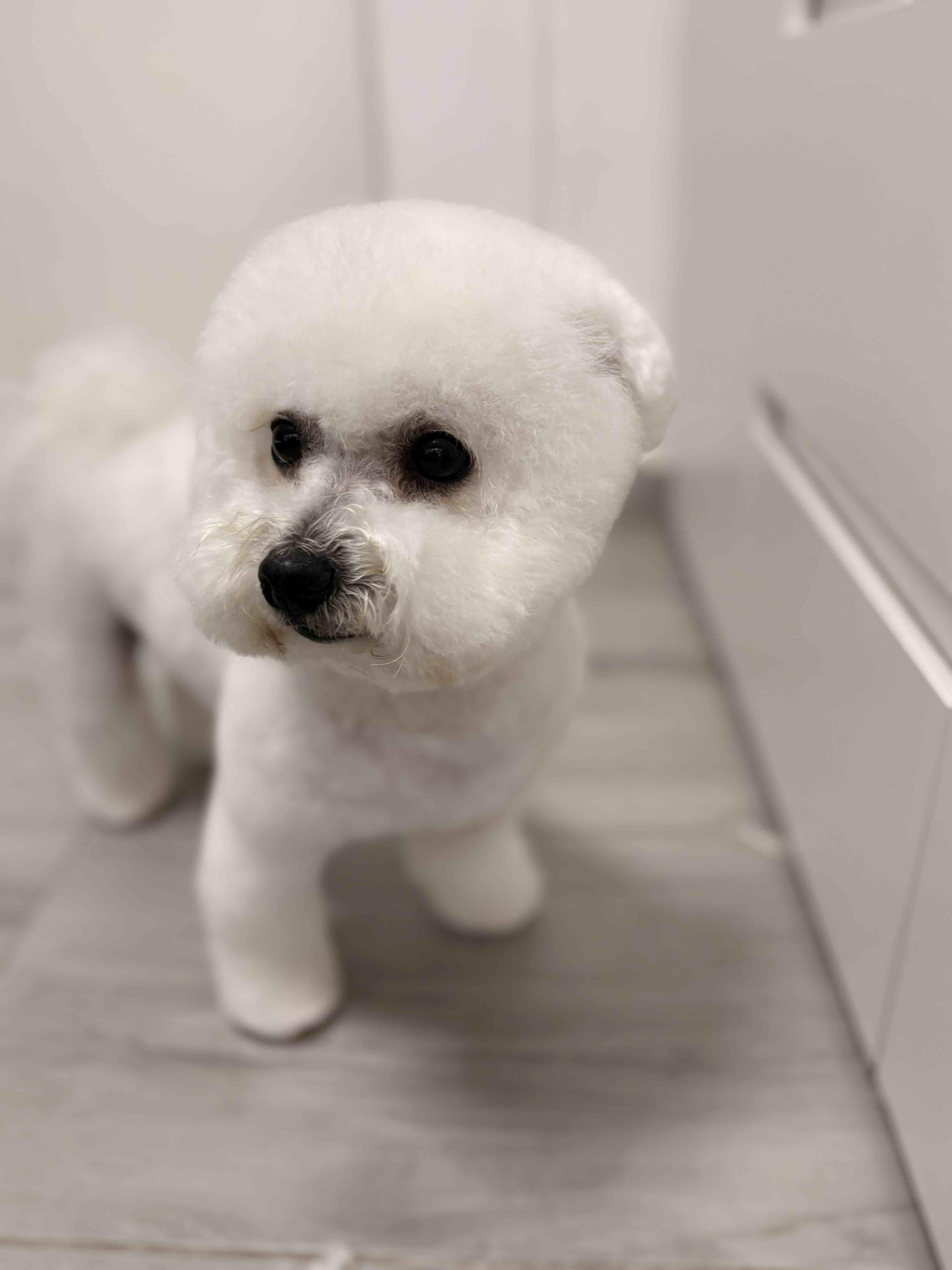 Psí salon Lusy Praha 6 bišonek Psí salon Lusy Praha 6 bišonek